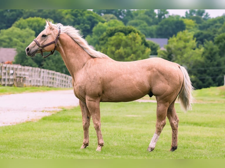 American Quarter Horse Ruin 9 Jaar 155 cm Palomino in Springfield