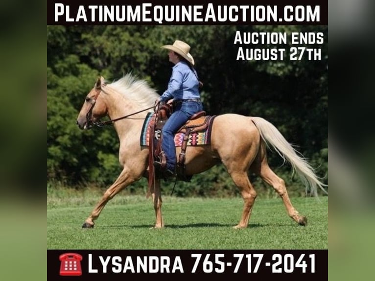 American Quarter Horse Ruin 9 Jaar 155 cm Palomino in Brodhead Ky