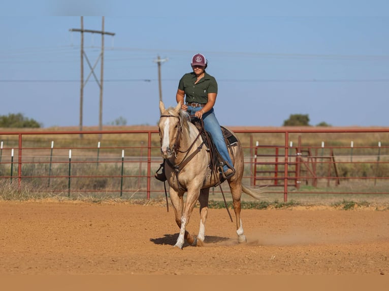 American Quarter Horse Ruin 9 Jaar 155 cm Palomino in Granbury TX