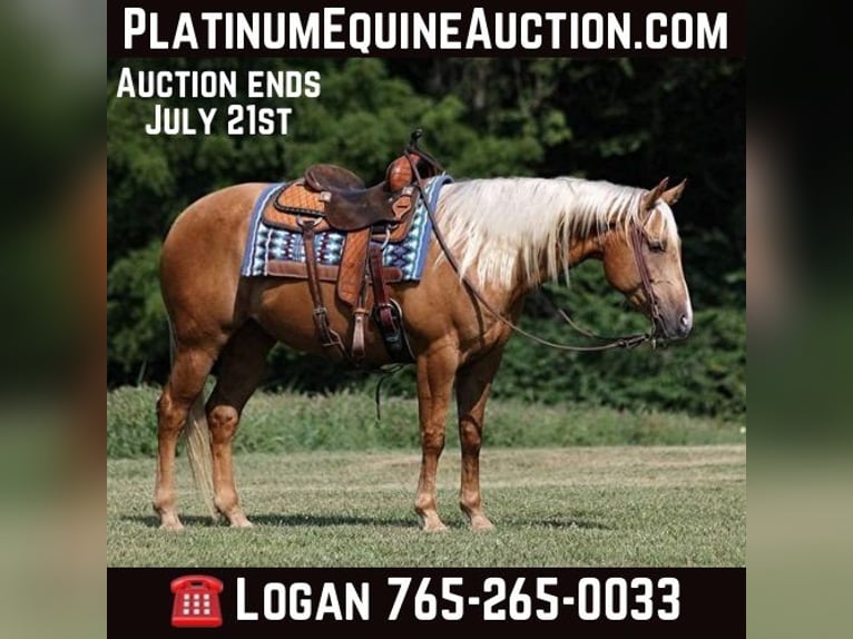 American Quarter Horse Ruin 9 Jaar 155 cm Palomino in Level Green KY