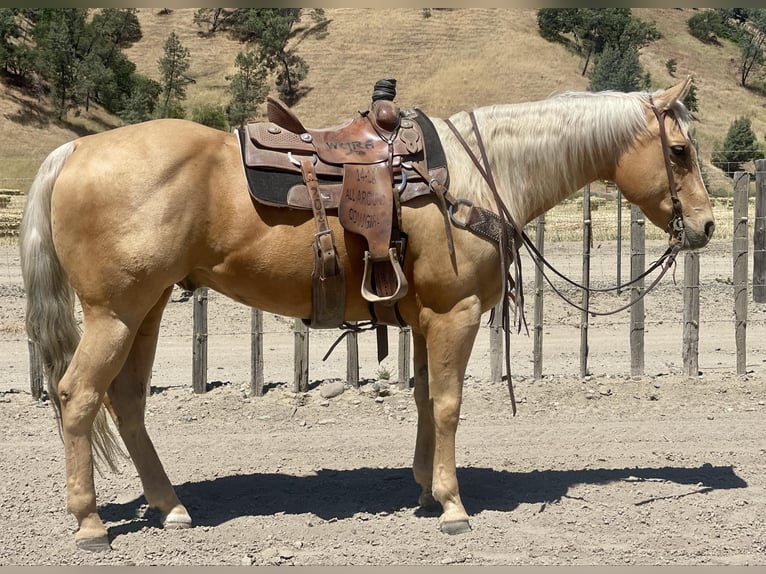 American Quarter Horse Ruin 9 Jaar 155 cm Palomino in Paicines CA