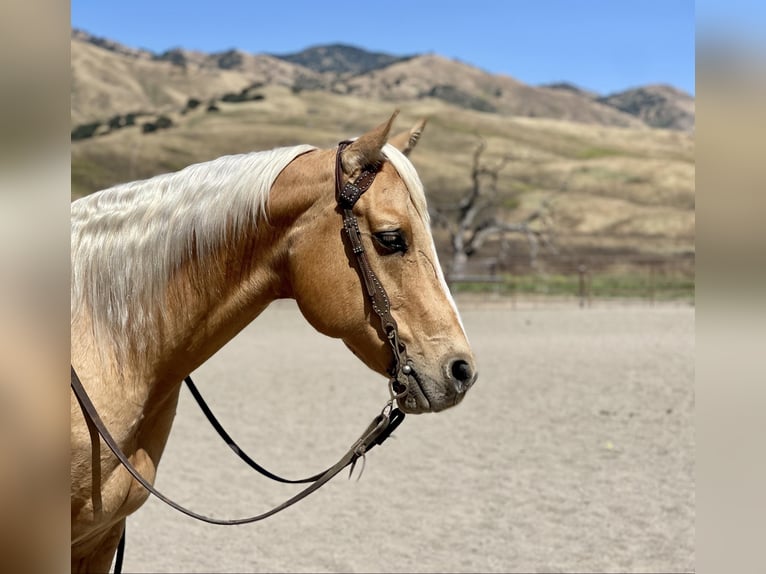 American Quarter Horse Ruin 9 Jaar 155 cm Palomino in Paicines CA