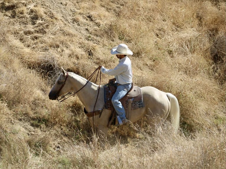 American Quarter Horse Ruin 9 Jaar 155 cm Palomino in Paicines CA