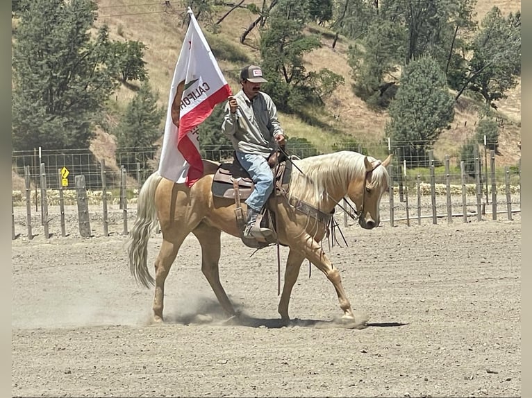 American Quarter Horse Ruin 9 Jaar 155 cm Palomino in Paicines CA