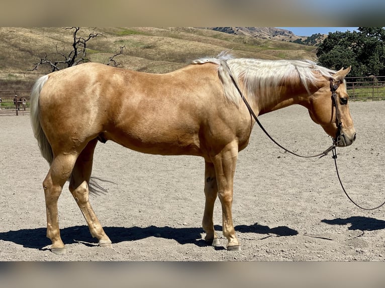 American Quarter Horse Ruin 9 Jaar 155 cm Palomino in Paicines CA