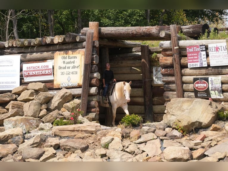 American Quarter Horse Ruin 9 Jaar 155 cm Perlino in Fresno, OH