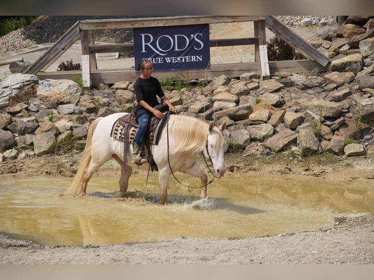 American Quarter Horse Ruin 9 Jaar 155 cm Perlino in Fresno, OH