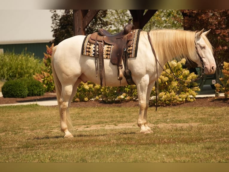 American Quarter Horse Ruin 9 Jaar 155 cm Perlino in Fresno, OH