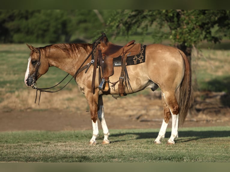 American Quarter Horse Ruin 9 Jaar 155 cm Red Dun in Kingston, OK