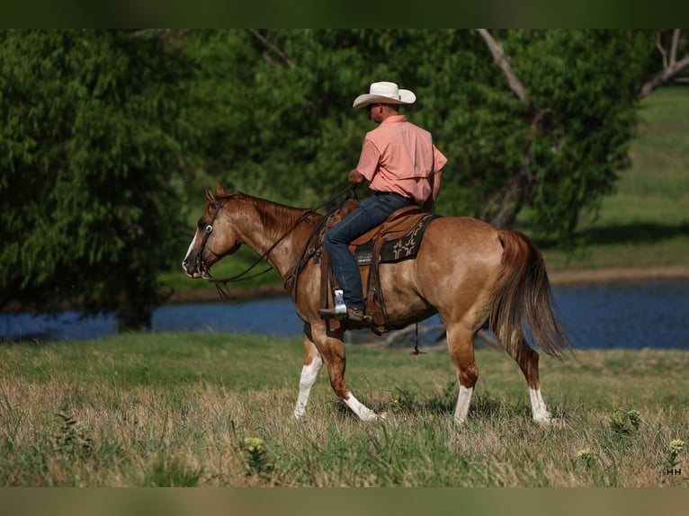 American Quarter Horse Ruin 9 Jaar 155 cm Red Dun in Kingston, OK