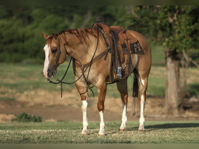 American Quarter Horse Ruin 9 Jaar 155 cm Red Dun in Kingston, OK