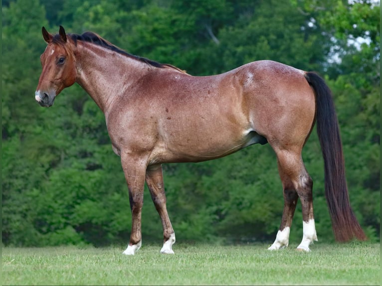 American Quarter Horse Ruin 9 Jaar 155 cm Roan-Bay in Athens TX