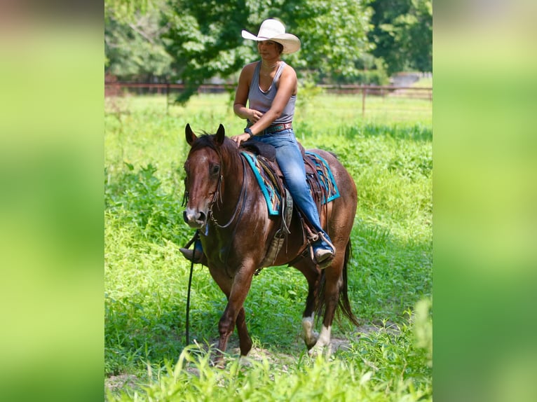 American Quarter Horse Ruin 9 Jaar 155 cm Roan-Bay in Athens TX