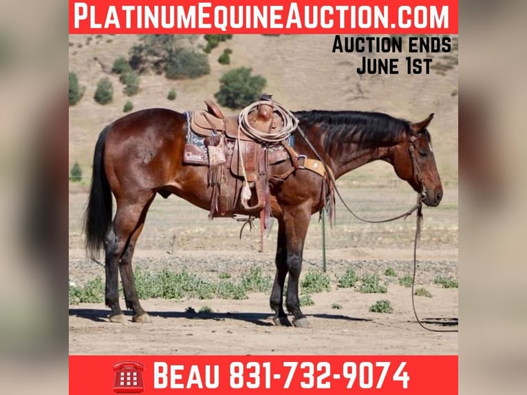 American Quarter Horse Ruin 9 Jaar 155 cm Roan-Bay in King City CA