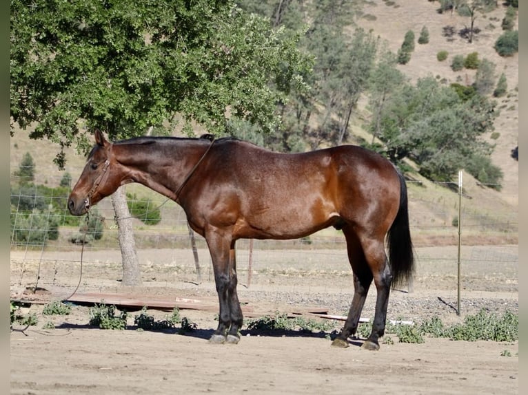 American Quarter Horse Ruin 9 Jaar 155 cm Roan-Bay in King City CA