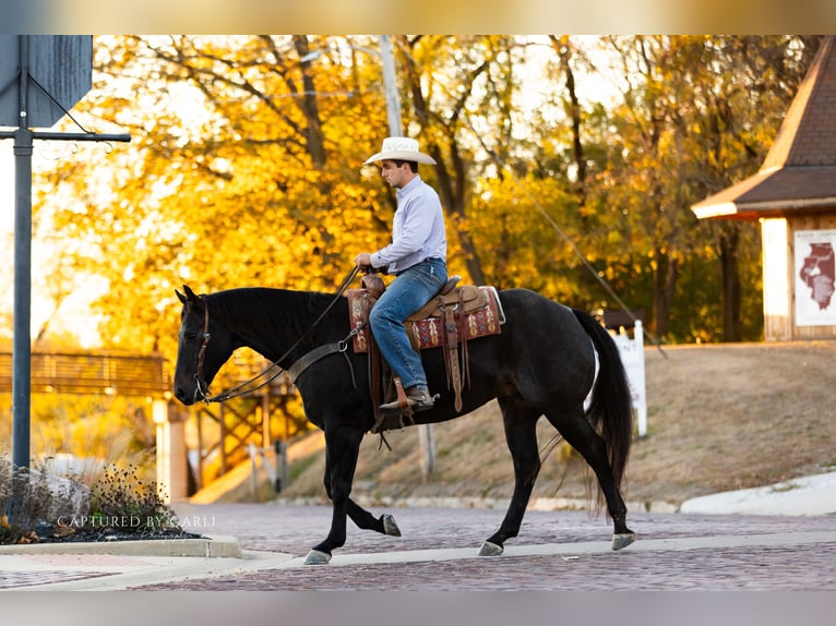 American Quarter Horse Ruin 9 Jaar 155 cm Roan-Blue in Lewistown