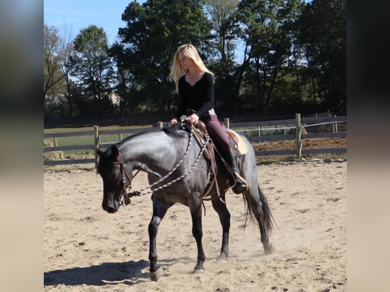 American Quarter Horse Ruin 9 Jaar 155 cm Roan-Blue in Howell