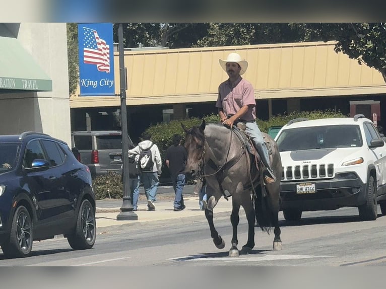 American Quarter Horse Ruin 9 Jaar 155 cm Roan-Blue in Paicines CA