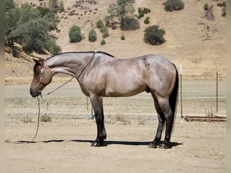 American Quarter Horse Ruin 9 Jaar 155 cm Roan-Blue in Paicines CA