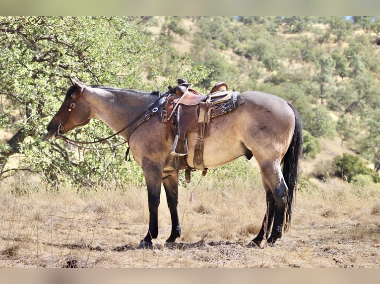 American Quarter Horse Ruin 9 Jaar 155 cm Roan-Blue in Paicines CA