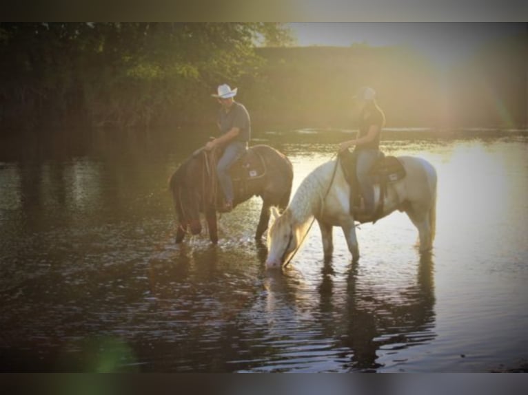 American Quarter Horse Ruin 9 Jaar 155 cm Roan-Blue in rUSK tX