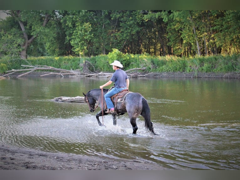 American Quarter Horse Ruin 9 Jaar 155 cm Roan-Blue in rUSK tX