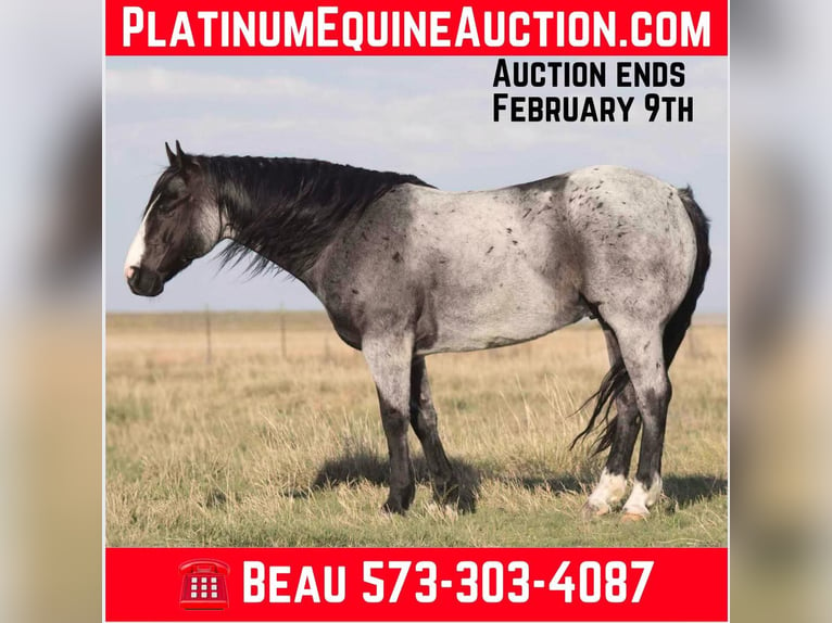 American Quarter Horse Ruin 9 Jaar 155 cm Roan-Blue in Sweet Springs Mo