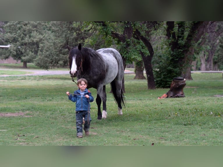 American Quarter Horse Ruin 9 Jaar 155 cm Roan-Blue in Sweet Springs Mo