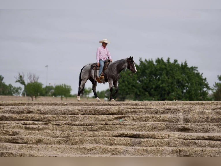 American Quarter Horse Ruin 9 Jaar 155 cm Roan-Blue in Sweet Springs Mo