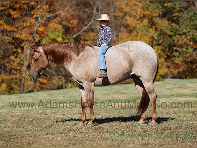 American Quarter Horse Ruin 9 Jaar 155 cm Roan-Red in Mount Vernon