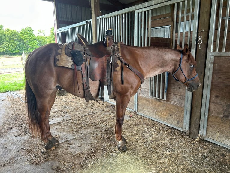 American Quarter Horse Ruin 9 Jaar 155 cm Roan-Red in Brownstown