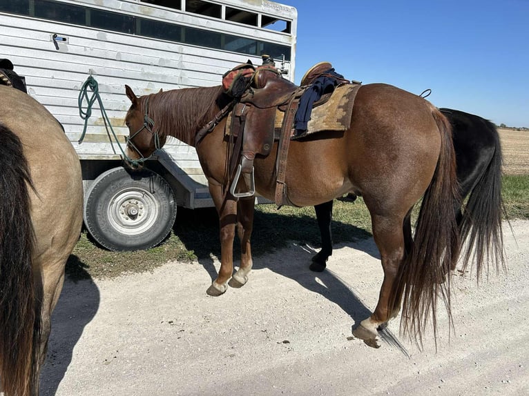 American Quarter Horse Ruin 9 Jaar 155 cm Roan-Red in Brownstown