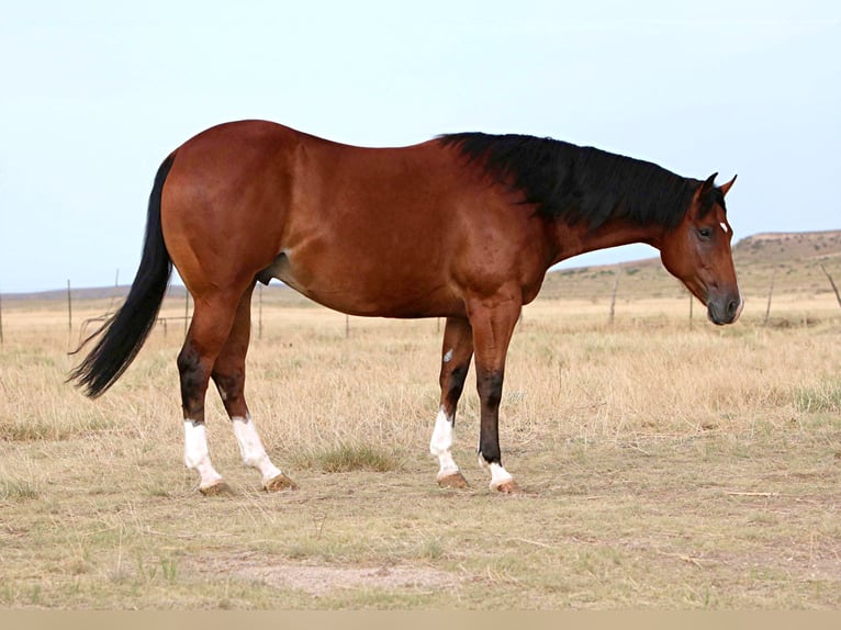 American Quarter Horse Ruin 9 Jaar 155 cm Roodbruin in Canyon TX