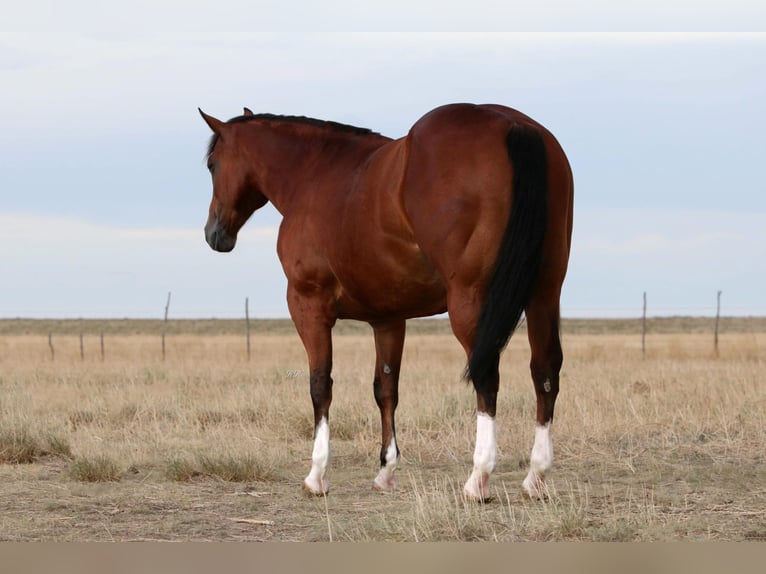 American Quarter Horse Ruin 9 Jaar 155 cm Roodbruin in Canyon TX