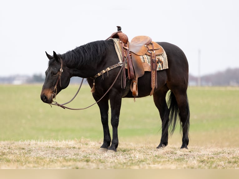 American Quarter Horse Ruin 9 Jaar 155 cm Roodbruin in Argenta