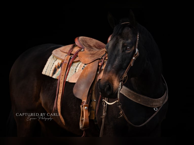 American Quarter Horse Ruin 9 Jaar 155 cm Roodbruin in Argenta