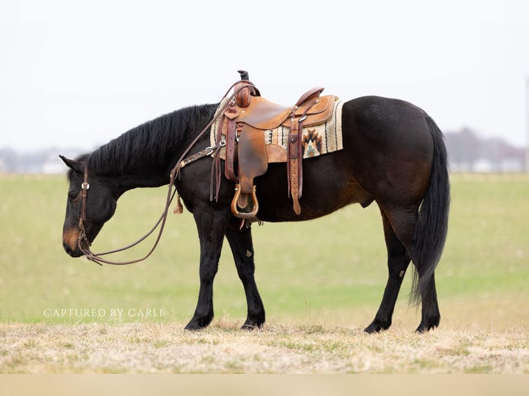 American Quarter Horse Ruin 9 Jaar 155 cm Roodbruin in Argenta