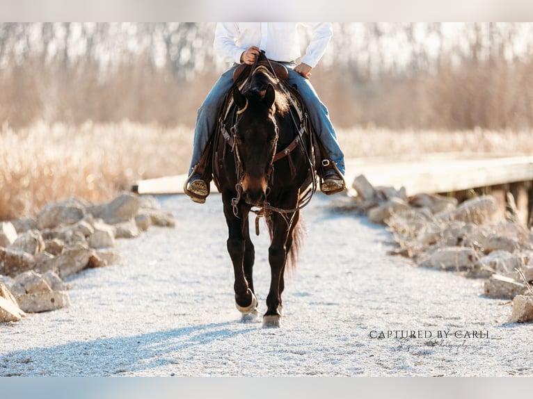 American Quarter Horse Ruin 9 Jaar 155 cm Roodbruin in Argenta