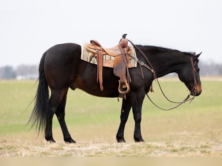 American Quarter Horse Ruin 9 Jaar 155 cm Roodbruin in Argenta