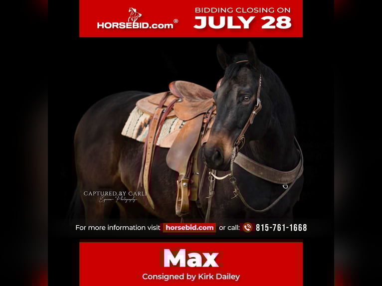 American Quarter Horse Ruin 9 Jaar 155 cm Roodbruin in Argenta