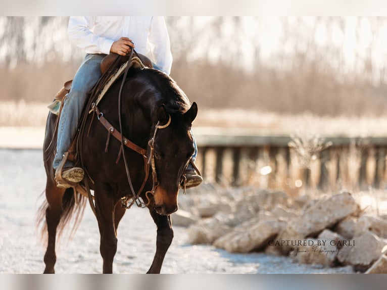 American Quarter Horse Ruin 9 Jaar 155 cm Roodbruin in Argenta