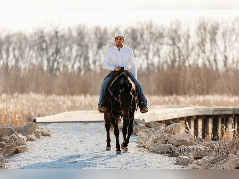 American Quarter Horse Ruin 9 Jaar 155 cm Roodbruin in Argenta