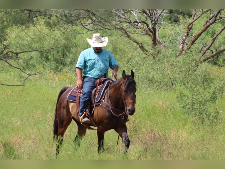 American Quarter Horse Ruin 9 Jaar 155 cm Roodbruin in Stephenville TX