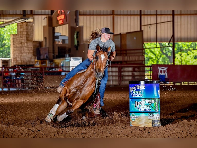 American Quarter Horse Ruin 9 Jaar 155 cm Roodbruin in Collinsville TX