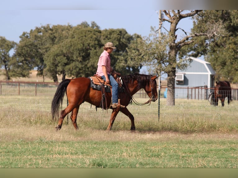 American Quarter Horse Ruin 9 Jaar 155 cm Roodbruin in LIpan Tx