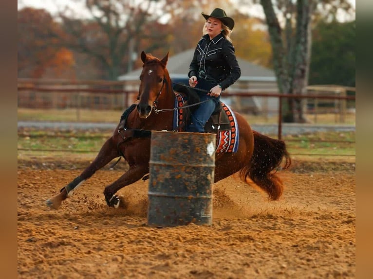 American Quarter Horse Ruin 9 Jaar 155 cm Roodvos in Quitman