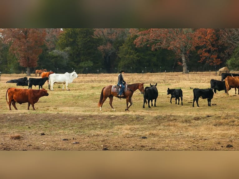 American Quarter Horse Ruin 9 Jaar 155 cm Roodvos in Quitman