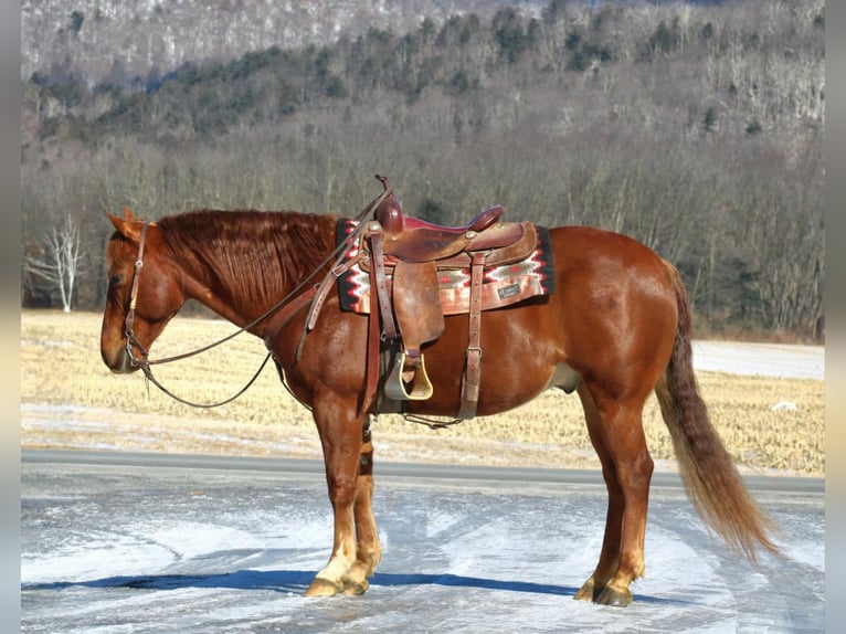 American Quarter Horse Ruin 9 Jaar 155 cm Roodvos in Rebersburg, PA