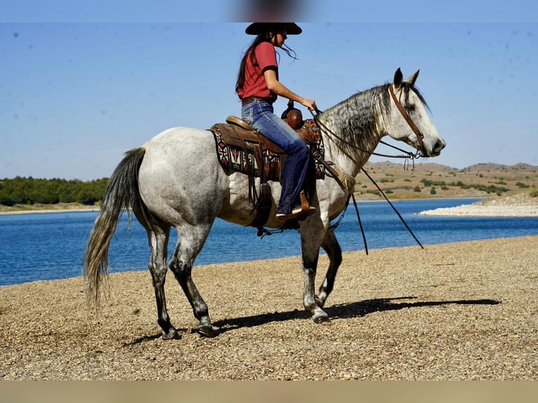 American Quarter Horse Ruin 9 Jaar 155 cm Schimmel in Corsica