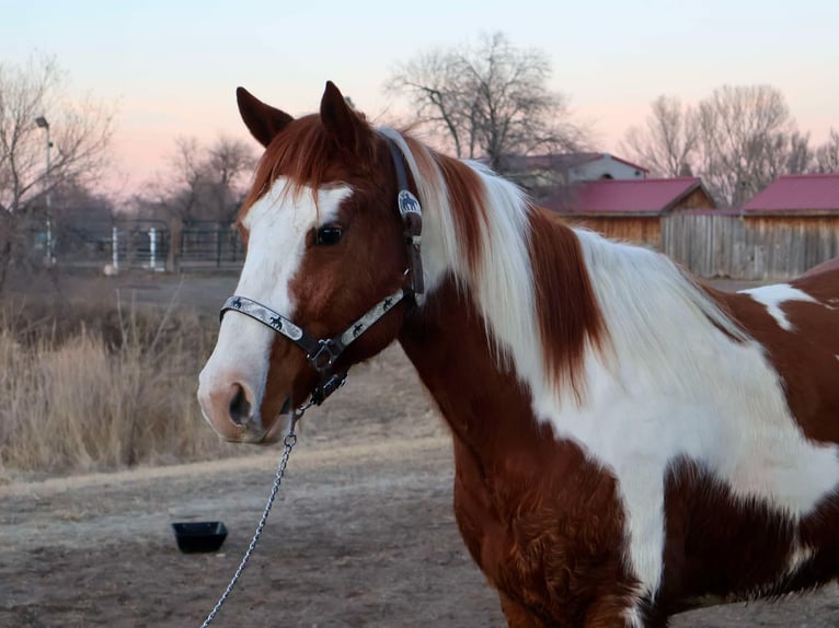 American Quarter Horse Ruin 9 Jaar 155 cm Tobiano-alle-kleuren in Fort Collins CO